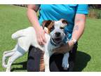 Adopt Hopper a Catahoula Leopard Dog / Coonhound / Mixed dog in Chestertown