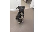 Adopt Marvel a Brindle Cane Corso / Mixed Breed (Medium) / Mixed (short coat)
