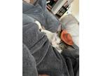 Adopt Nala a Spotted Tabby/Leopard Spotted Tabby / Mixed (medium coat) cat in