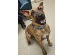 Adopt Ann a Tan/Yellow/Fawn Belgian Malinois / Mixed Breed (Medium) / Mixed
