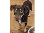 Adopt Shrek a Brown/Chocolate Mixed Breed (Small) / Mixed Breed (Medium) / Mixed
