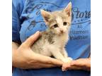 Adopt Gus a Gray or Blue Domestic Shorthair (short coat) cat in Parsons