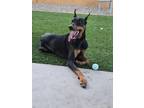 Adopt Broly a Black - with Brown, Red, Golden, Orange or Chestnut Doberman