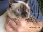 Adopt Simon a Cream or Ivory (Mostly) Siamese (short coat) cat in Frederick