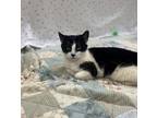 Adopt Button a Domestic Shorthair / Mixed cat in Kingston, NY (41486172)
