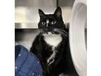 Adopt Lucy a Domestic Shorthair / Mixed cat in Kingston, NY (41536728)