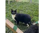 Adopt Ethel a Domestic Shorthair / Mixed cat in Kingston, NY (41536727)