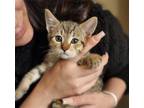 Adopt Joker a Brown Tabby Domestic Shorthair / Mixed (short coat) cat in