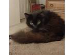 Adopt Shadow [CP] a All Black Maine Coon / Mixed (long coat) cat in Oakland