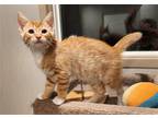 Adopt Foster or Adopt new kittens Wendy & Bridgette! a Orange or Red (Mostly)