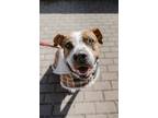 Adopt Marley (Foster-To-Adopt) a White - with Brown or Chocolate Boxer / Mixed