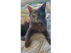 Adopt Lobo a Gray or Blue (Mostly) American Shorthair / Mixed (medium coat) cat