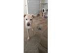 Adopt Molly a Tan/Yellow/Fawn - with White Labrador Retriever / American Pit