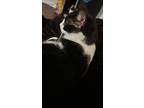 Adopt Midnight a Black & White or Tuxedo Domestic Shorthair / Mixed (medium