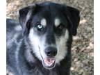 Adopt 43267 - Newt a German Shepherd Dog / Collie / Mixed dog in Ellicott City