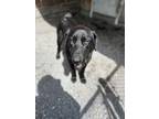 Adopt Rosco a Mixed Breed (Large) / Mixed dog in Cornwall, ON (41546434)