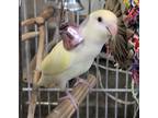 Adopt Buddy a Lovebird bird in Elizabeth, CO (41546415)