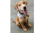 Adopt Andie GCH a Catahoula Leopard Dog / Mixed dog in Rockaway, NJ (41546400)