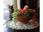 Adopt Sophia a Gray or Blue Tabby / Mixed (medium coat) cat in New Braunfels