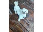 Adopt Pixie a Poodle (Standard) / Mixed dog in St. Cloud, MN (41546258)