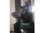 Adopt Neo a Black - with White Terrier (Unknown Type, Small) / Mixed dog in