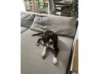 Adopt Z COURTESYPOST Habibi a Black - with White Beagle / Mixed dog in Miami