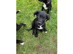 Adopt Anthony a Labrador Retriever / Boxer / Mixed dog in Barron, WI (41541096)