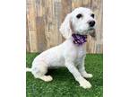 Adopt Luke a White Poodle (Miniature) / Mixed dog in Corona, CA (41546214)