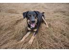 Adopt Wallace a Tricolor (Tan/Brown & Black & White) German Shepherd Dog /