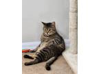 Adopt Tom a Gray, Blue or Silver Tabby Domestic Shorthair / Mixed (medium coat)
