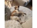 Adopt Lady a Tricolor (Tan/Brown & Black & White) Pointer / Hound (Unknown Type)