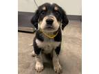 Adopt Gimli a Akbash / Mixed dog in Kamloops, BC (41528196)