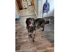 Adopt Chandler a Brown/Chocolate Border Collie / Golden Retriever / Mixed dog in
