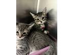 Adopt Mahina a Brown Tabby Domestic Shorthair / Mixed (short coat) cat in LAS