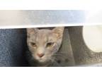 Adopt Cloud a Gray or Blue Domestic Shorthair (short coat) cat in Weatherford