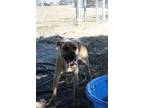 Adopt Betty a Tan/Yellow/Fawn American Pit Bull Terrier / Mixed Breed (Medium) /