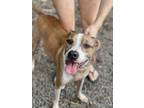 Adopt Mars a Tan/Yellow/Fawn - with White Boxer / Mixed dog in Wahiawa