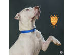 Adopt Doc a White American Pit Bull Terrier / Mixed Breed (Medium) / Mixed