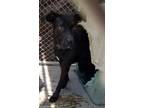 Adopt Ruben a Black Labrador Retriever / Mixed Breed (Medium) / Mixed (short