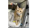 Adopt Joe Dirt (Figaro) a Orange or Red Domestic Shorthair / Mixed Breed