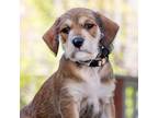 Adopt BJ a Brown/Chocolate - with Tan Schnauzer (Standard) / Labrador Retriever