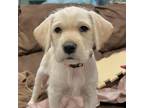 Adopt Mango a White - with Tan, Yellow or Fawn Schnauzer (Standard) / Labrador