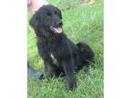 Adopt Presley a Black - with White Collie / Mixed dog in Marietta, OH (41525031)