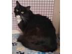 Adopt Bumblebee! Big, Sweet Boy! a Black & White or Tuxedo Domestic Longhair