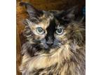 Adopt Misty a Domestic Mediumhair / Mixed cat in Silverdale, WA (41540259)