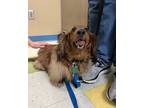Adopt Dexter a Dachshund / Mixed dog in Sioux City, IA (41545424)