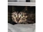 Adopt Poppyseed * Barn Home Needed * a Domestic Shorthair / Mixed cat in