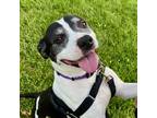 Adopt Maya -- Bonded Buddy With Spunky a American Pit Bull Terrier / Mixed dog