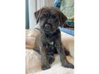 Adopt Maui a Black - with Brown, Red, Golden, Orange or Chestnut Schnauzer