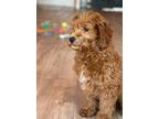 Adopt Max a Red/Golden/Orange/Chestnut Goldendoodle / Goldendoodle / Mixed dog